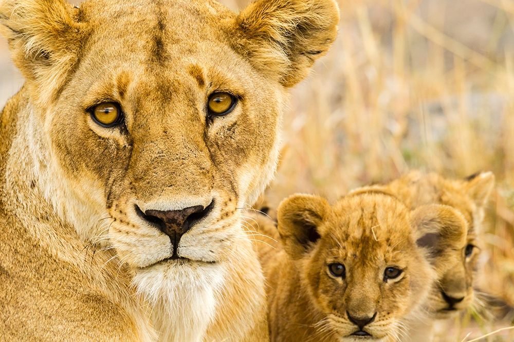 Africa-Tanzania-Serengeti National Park African lioness and cubs